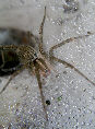 Tunnelspider4T.jpg"