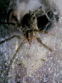 Tunnelspider5T.jpg"