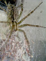 Tunnelspider6T.jpg"