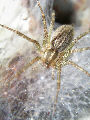 Tunnelspider7T.jpg"