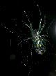 Watermelonspider10T.jpg"