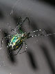 Watermelonspider11T.jpg"