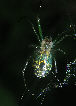 Watermelonspider12T.jpg"