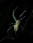 Watermelonspider18T.jpg"