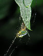 Watermelonspider3T.jpg"