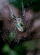 Watermelonspider4T.jpg"