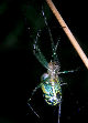 Watermelonspider5T.jpg"