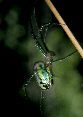 Watermelonspider6T.jpg"