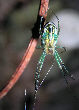 Watermelonspider7T.jpg"