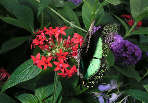 emeraldswallowtail3x.jpg"
