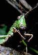 grasshopper6x.jpg"