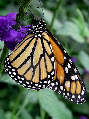 monarch10x.jpg"