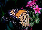 monarch14x.jpg"