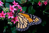 monarch15x.jpg"