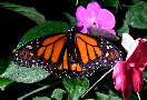 monarch16x.jpg"