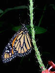 monarch17x.jpg"
