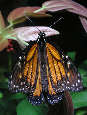 monarch18x.jpg"