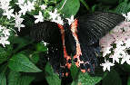 scarletswallowtail2x.jpg"